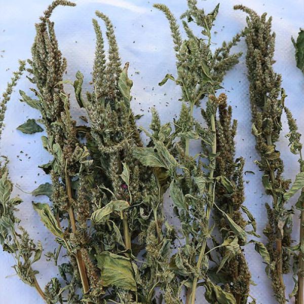 Amaranth-Rispe grün getrocknet 50g