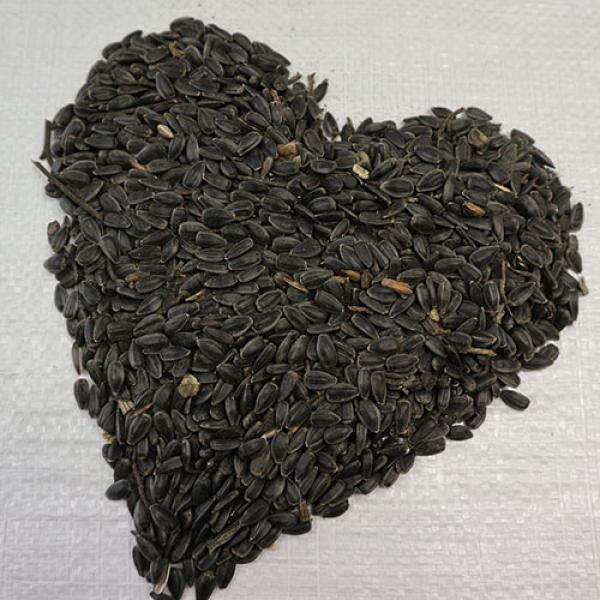 Sonnenblumenkerne schwarz 1 kg