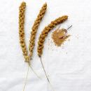 Weiße feste Kolbenhirse halbreif 0,5 kg - ausverkauft neue Ernte ab Juli 2025 -