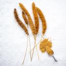Russische Kolbenhirse Mohairhirse halbreif 1 kg -Neue Saison ab Juli 2023-