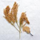 Silberhirse "classic" halbreif 0,5 kg - ausverkauft neue Ernte ab Juli 2025 -
