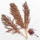 Sudangras halbreif 0,5 kg -neue Saison ab August 2024-