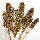 Quinoa-Rispe getrocknet 75 g