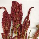 Amaranth-Rispe rot getrocknet 75g