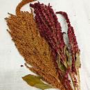 Amaranth-Rispen gemischt Rot und Gold getrocknet 75g