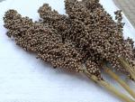 Sorghum schneeweiß getrocknet 0,5 kg Einzelfutter