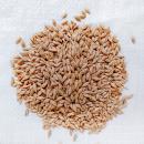 Katterbacher Gerste gedroschen 1 kg Brau- und Keimgerste