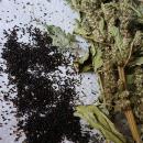 Amaranth-Rispe grün getrocknet 50g