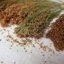 Rispenhirse Mischung halbreif 1kg