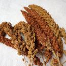 Kolbenhirse Mischung halbreif 0,5 kg -Neue Saison ab Juli 2023-